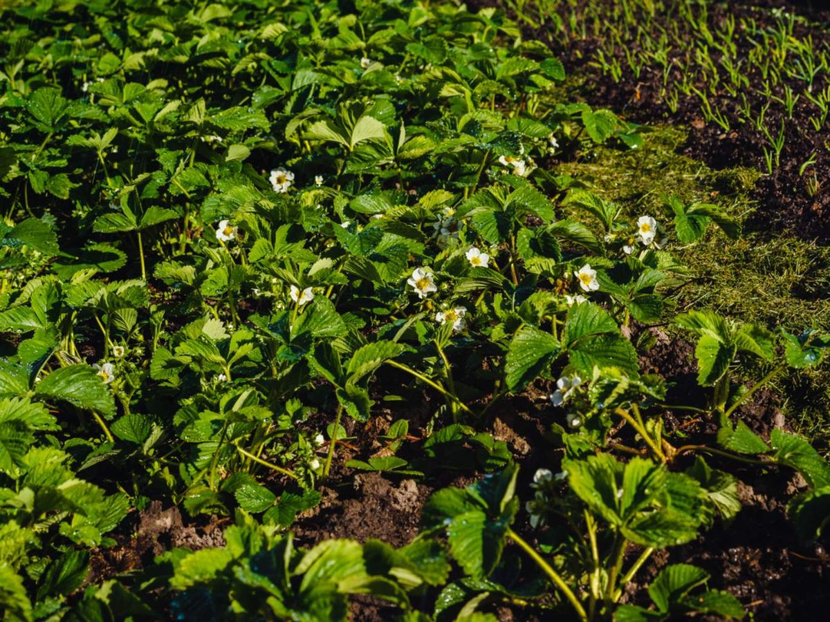 Flores de la planta de la fresa.