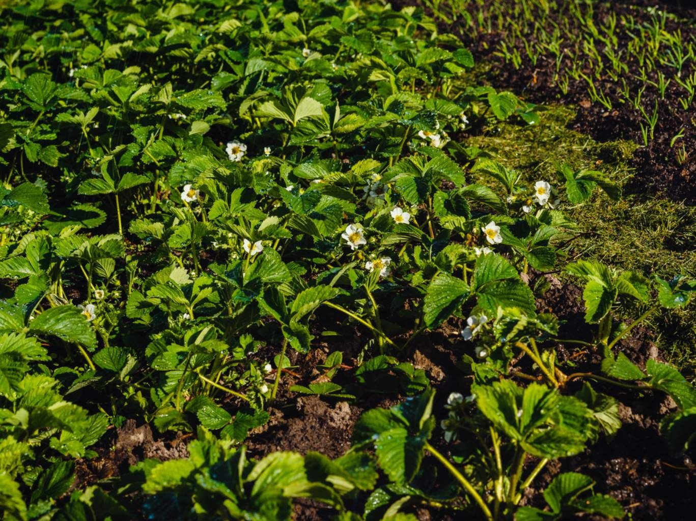 Flores de la planta de la fresa.