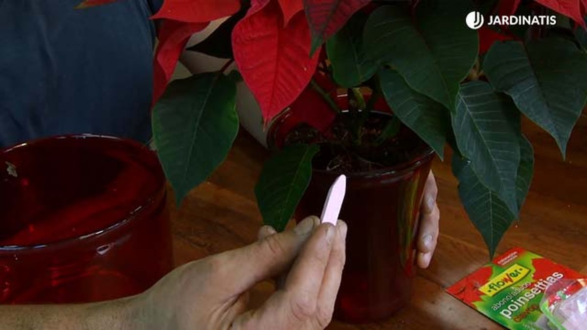 como hacer que las hojas de la flor de pascua duren mas tiempo deco 635 jardinatis