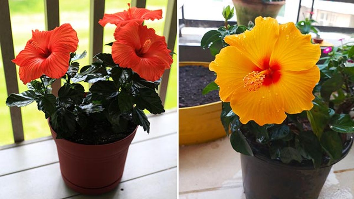 cuidados del hibisco en maceta