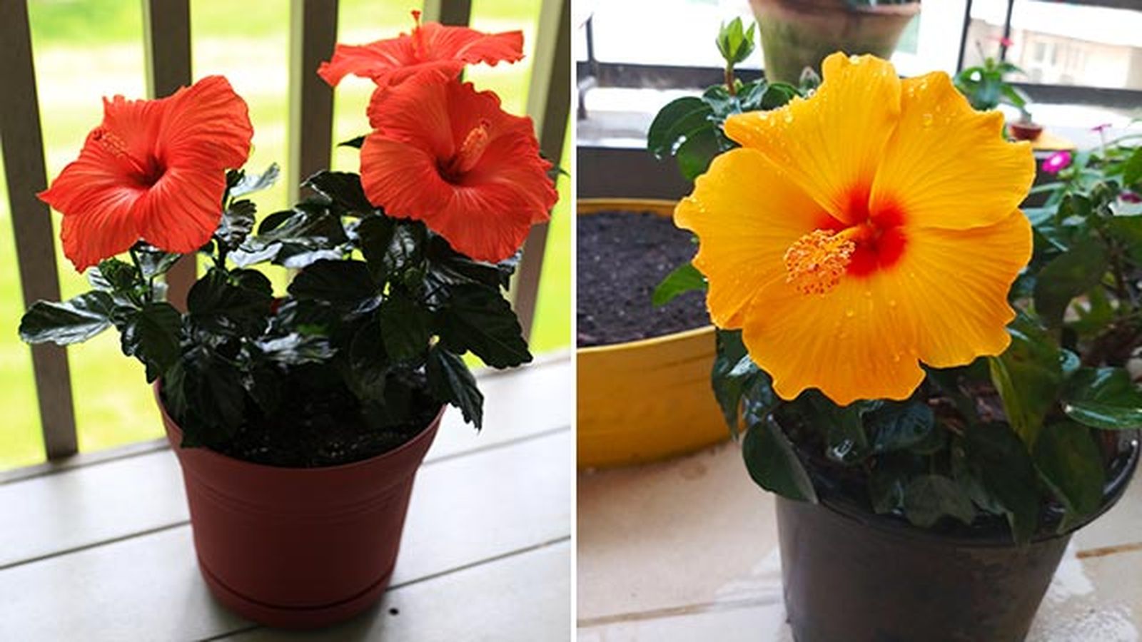 cuidados del hibisco en maceta