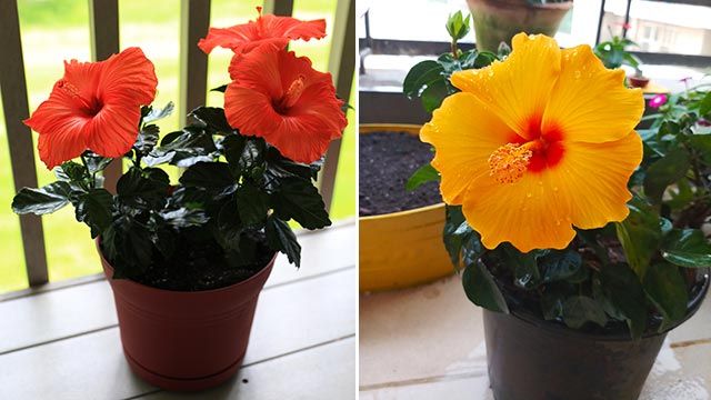 cuidados del hibisco en maceta