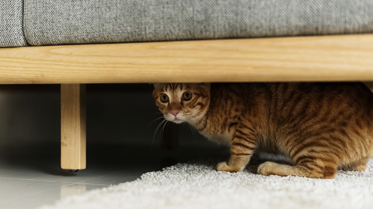 claves para saber si tu gato se siente invadido aislamiento