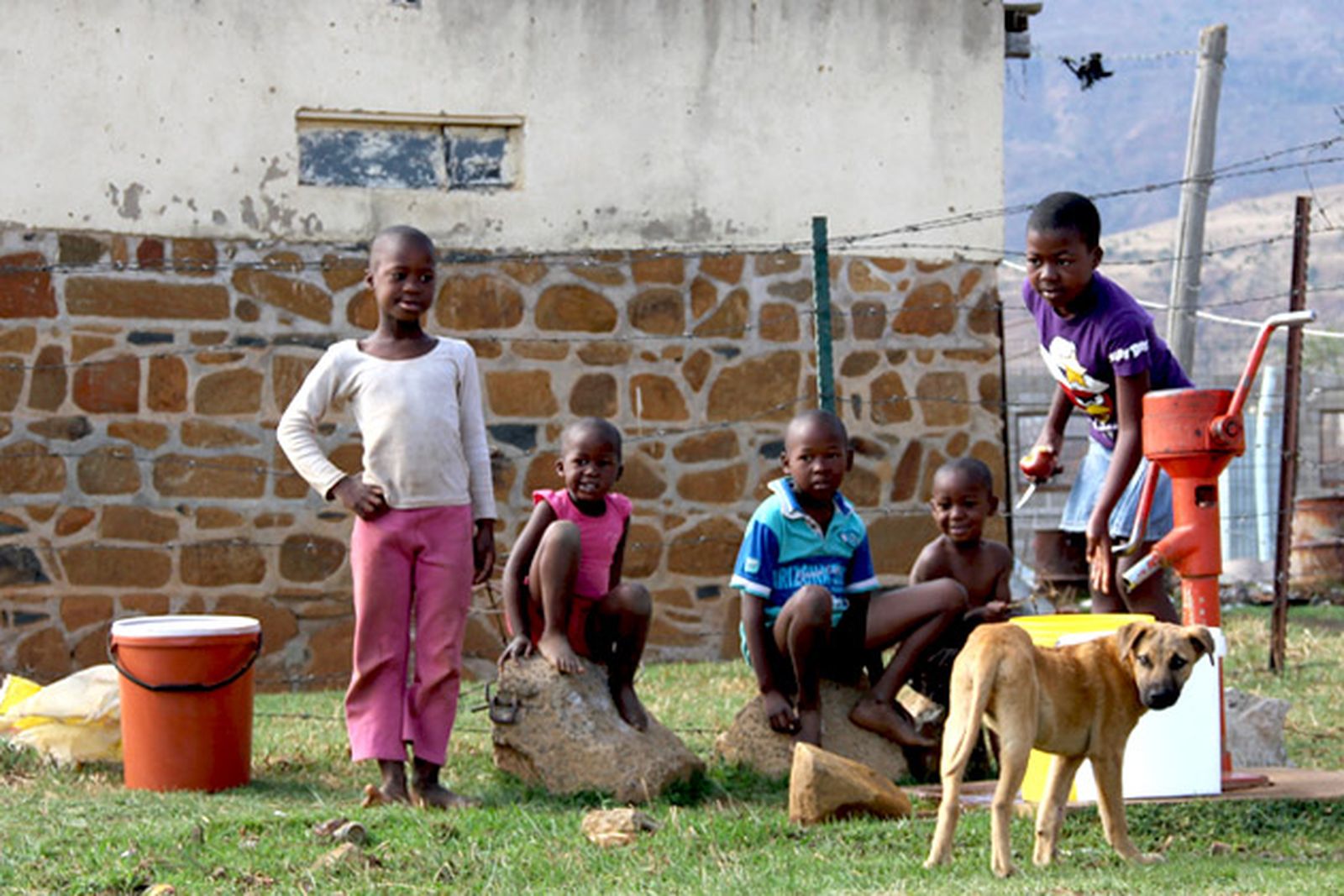 rabia animales2