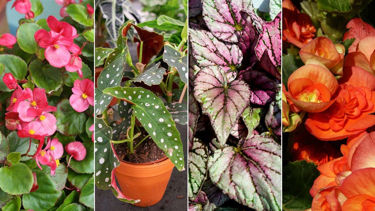 variedades de begonias jardinatis