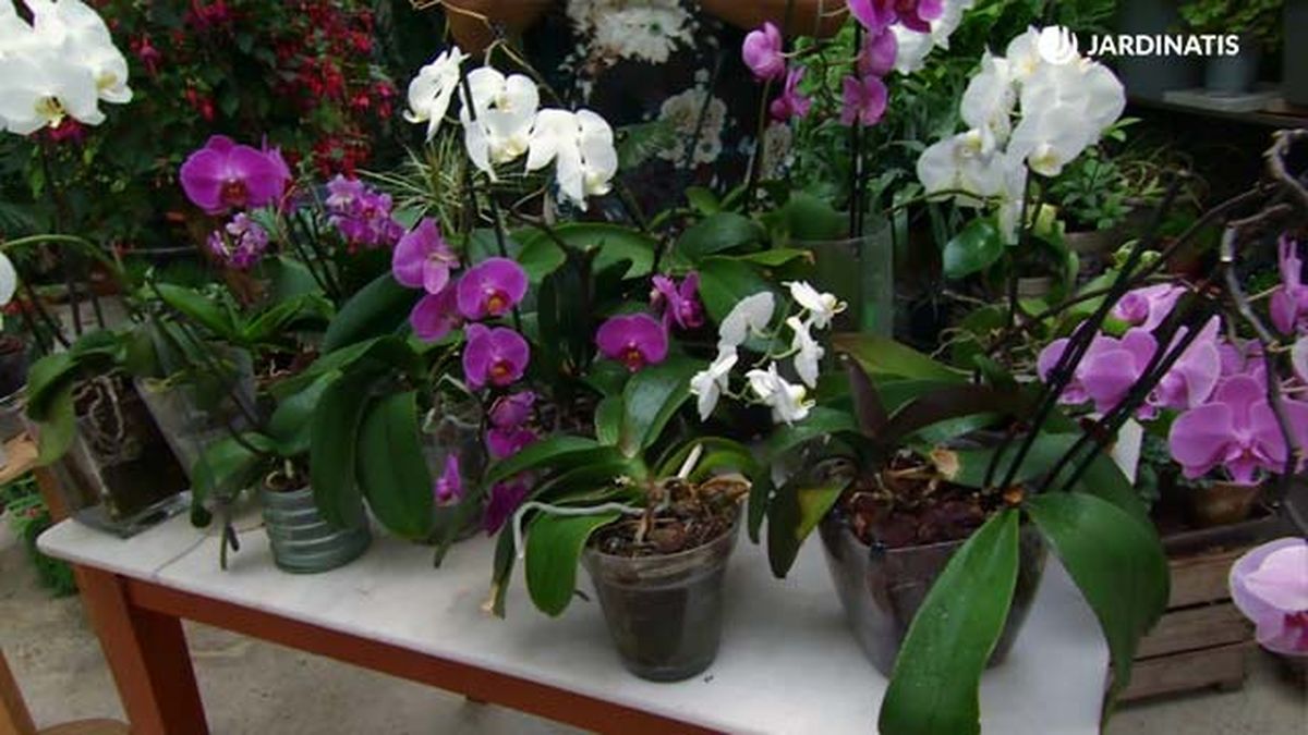deco 661 reproducir orquidea tallo phalaenopsis