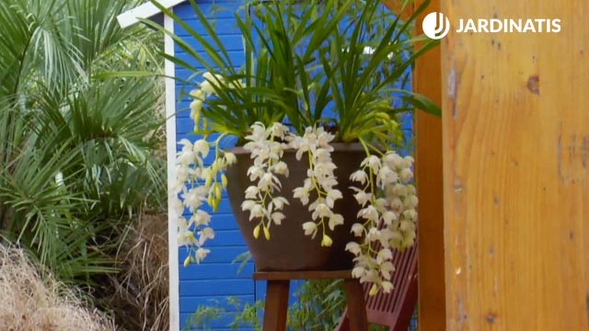 contenedor decorativo orquidea de tierra cymbidium brico jardin 864