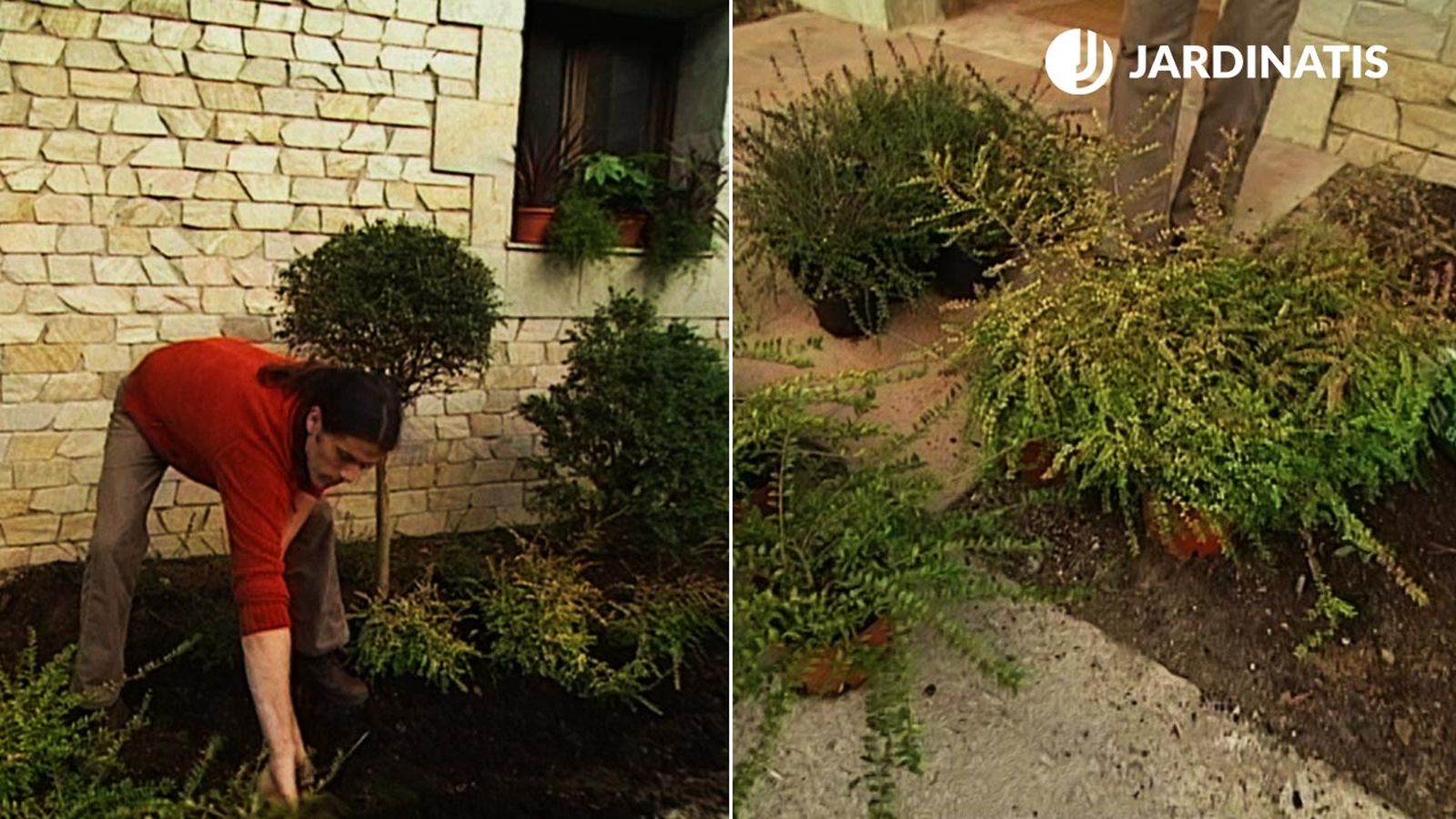 plantacion de distintas especies de madreselva loniceras en el jardin xl brico 357