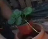 PASO2_Cultivar fresas maceta