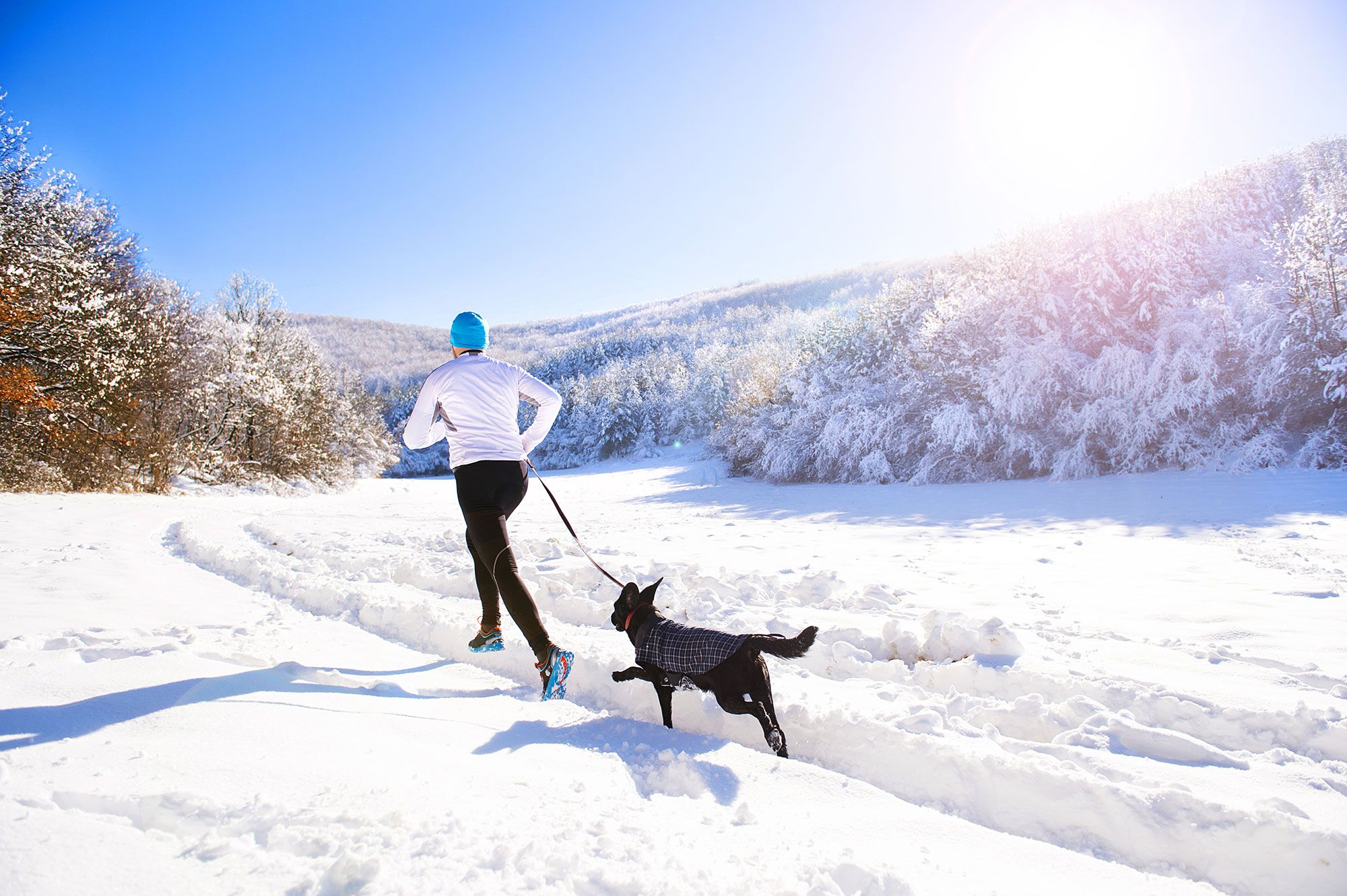 mascotas perros meushing deportes invierno canicross