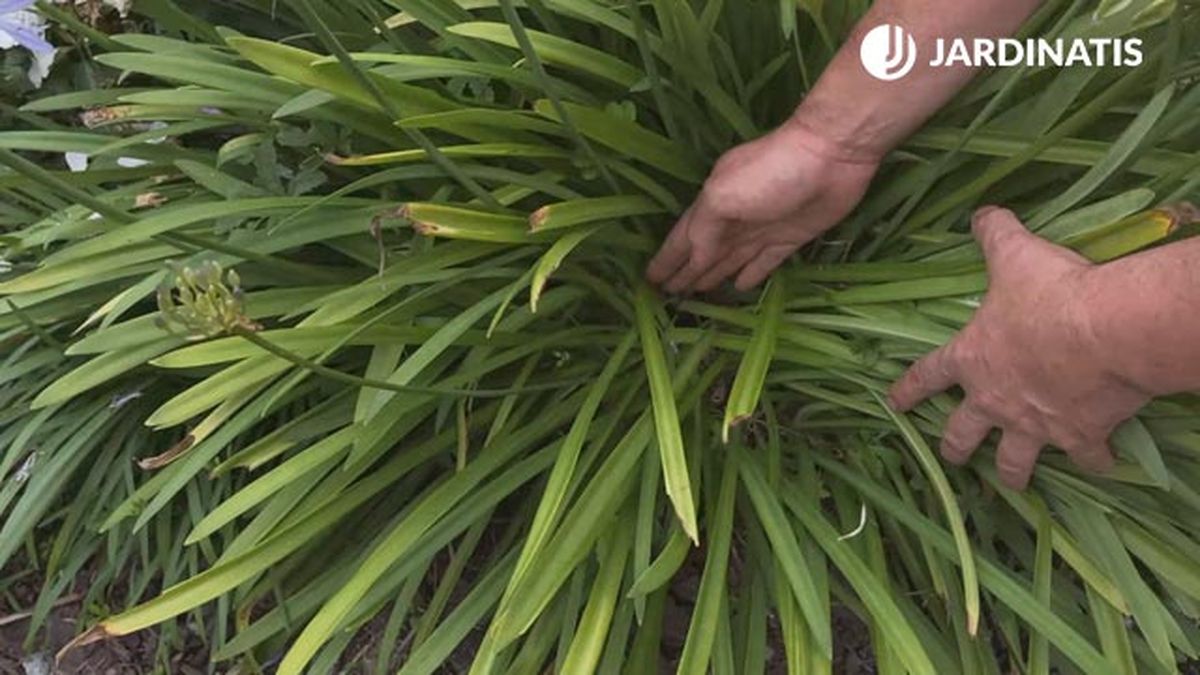 como multiplicar el agapanthus mediante division de mata jardinatis