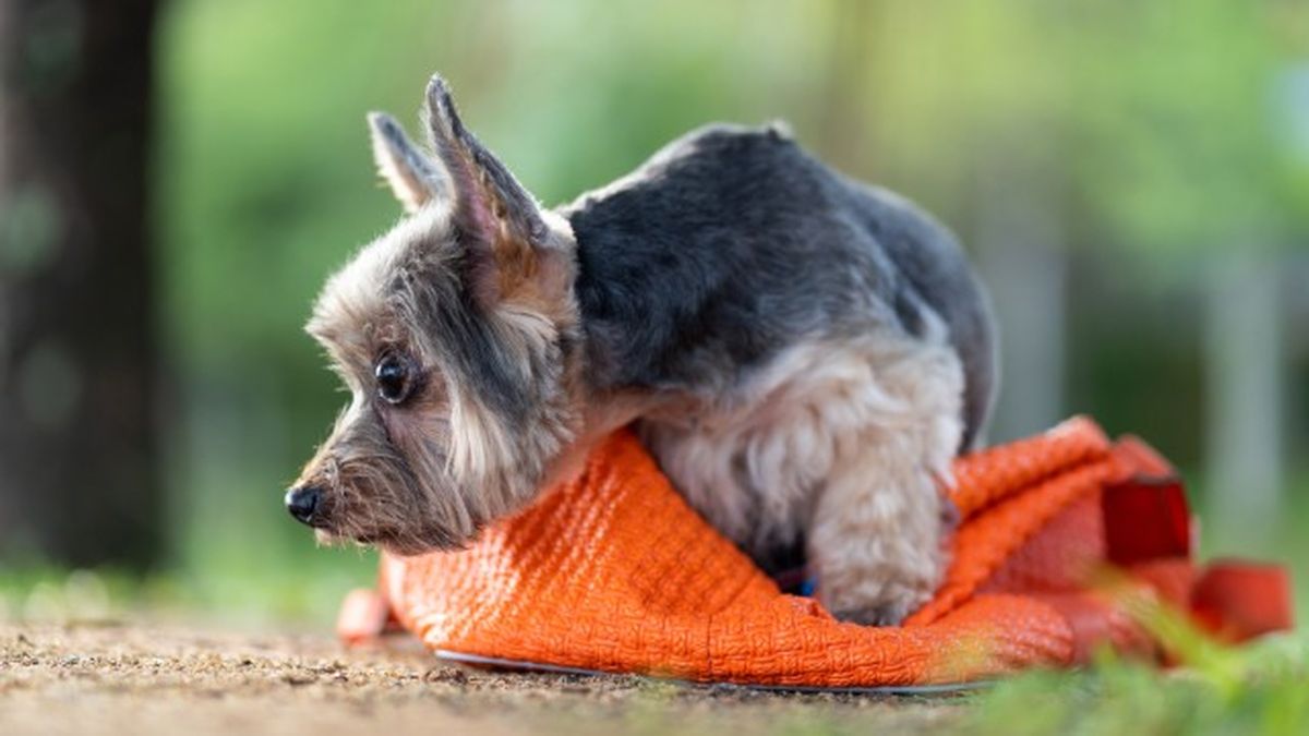 cataratas en perros 6