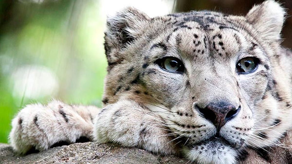 leopardo nieves 5
