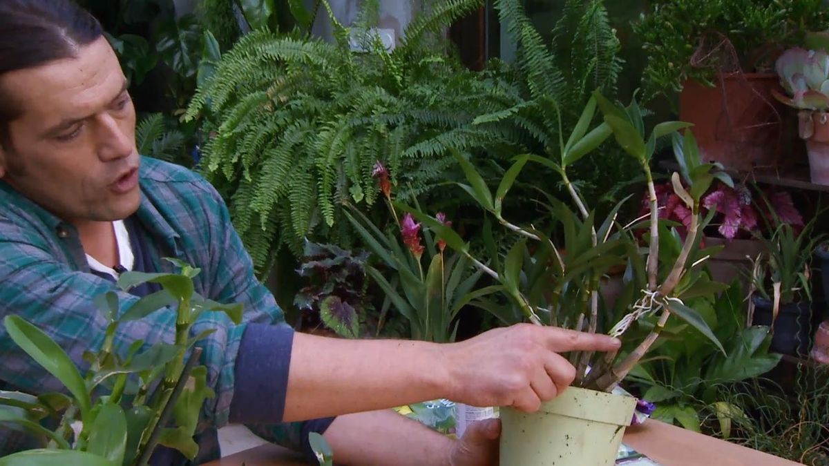 nuevos brotes de una planta esta en parada vegetativa