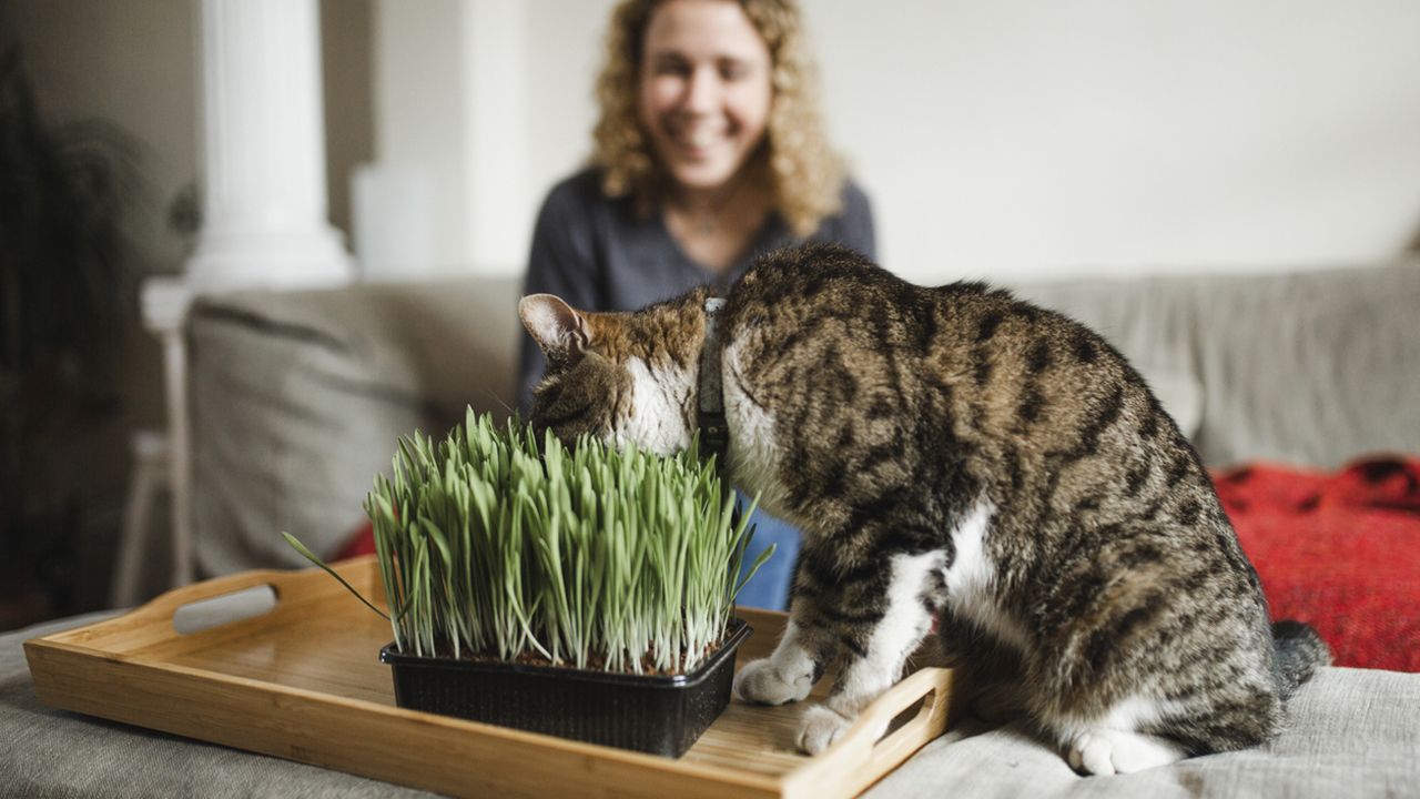 hierba para gatos xl