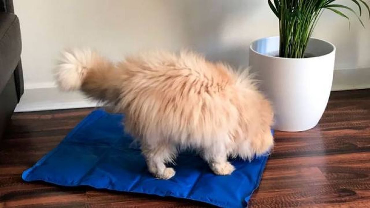 manta refrescante gatos