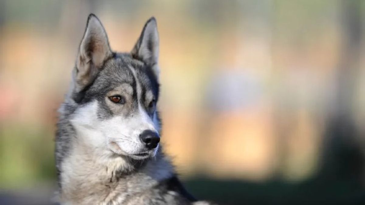 perros que parecen lobos wolfdog