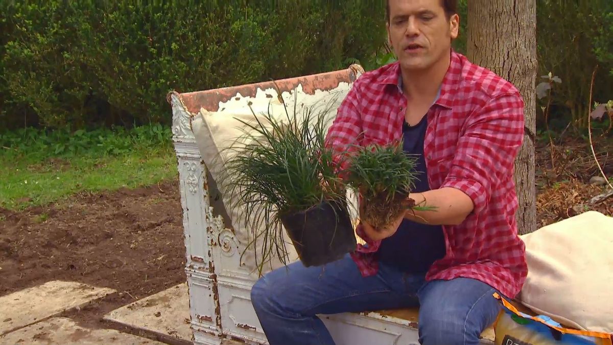 deco 0652 jardineria reverdecer camino losetas ophiopogum variedad comun