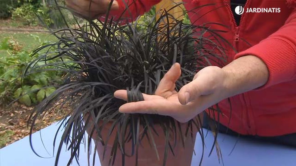 hierba de dragon por que tiene hojas negras brico 776