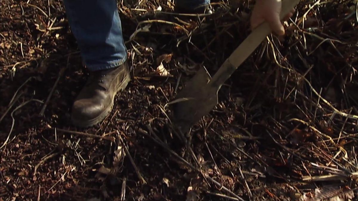 brico 631 reproduccion persicaria amplexifolia