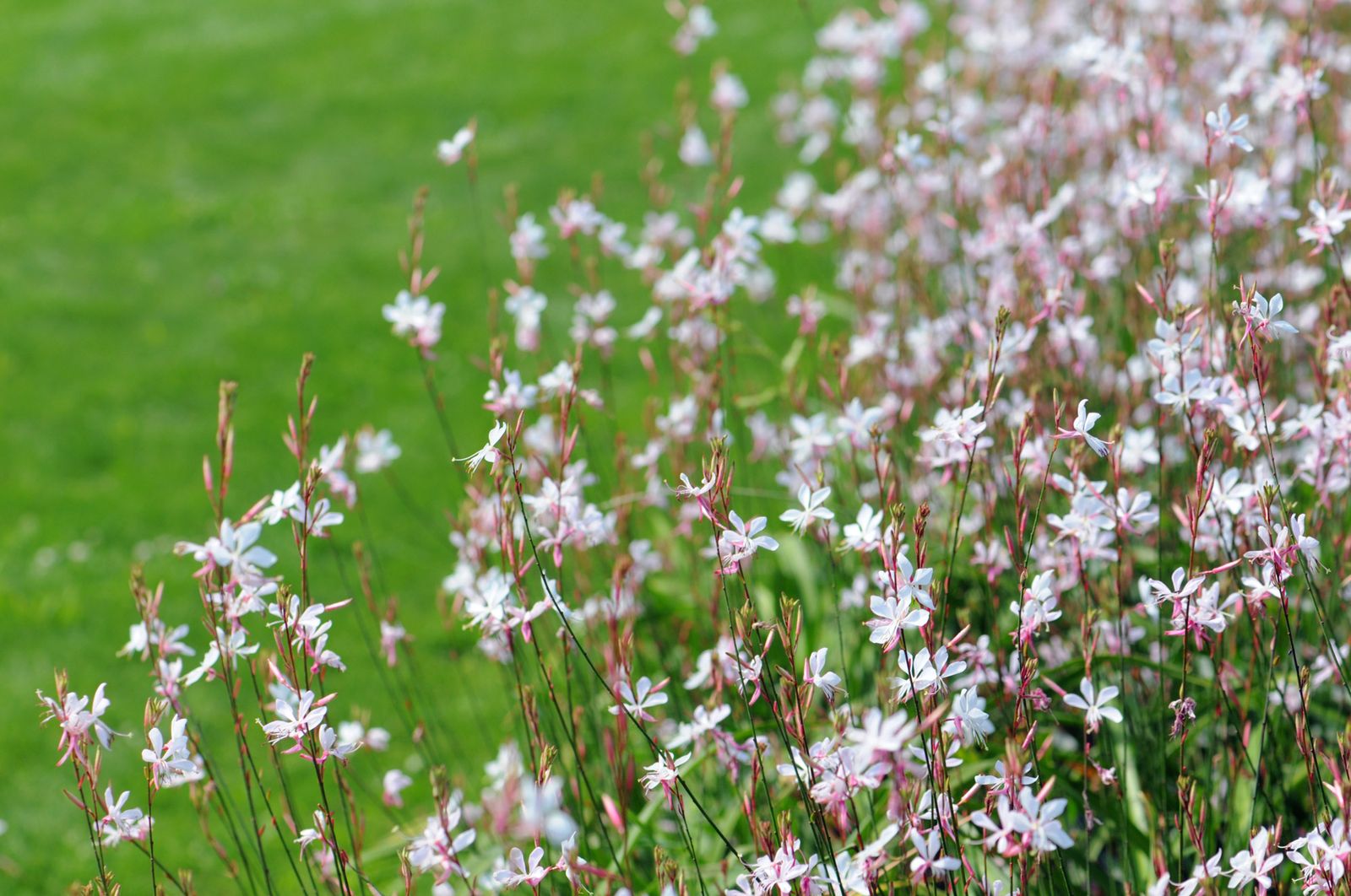 Composición floral de verano   Gaura lindheimeri