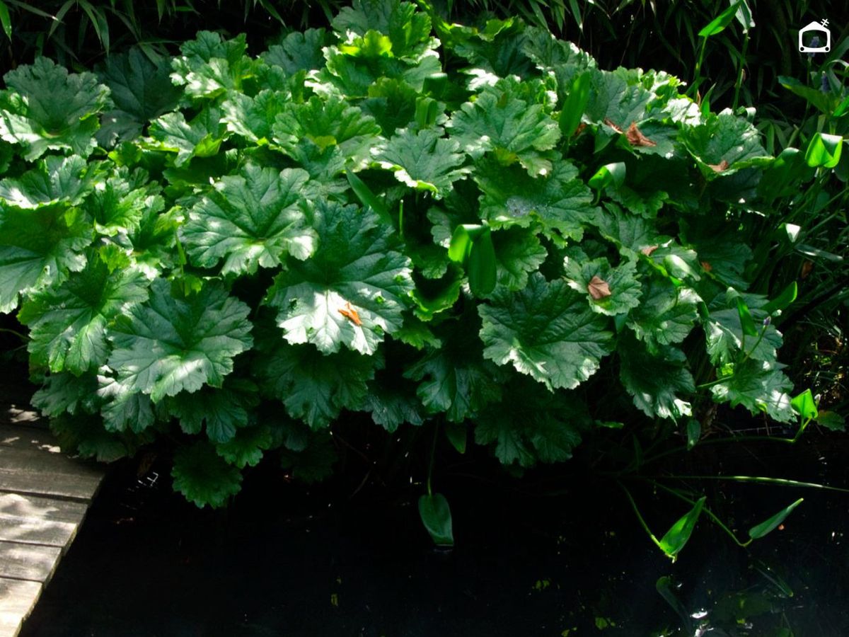Peltiphyllum peltatum.
