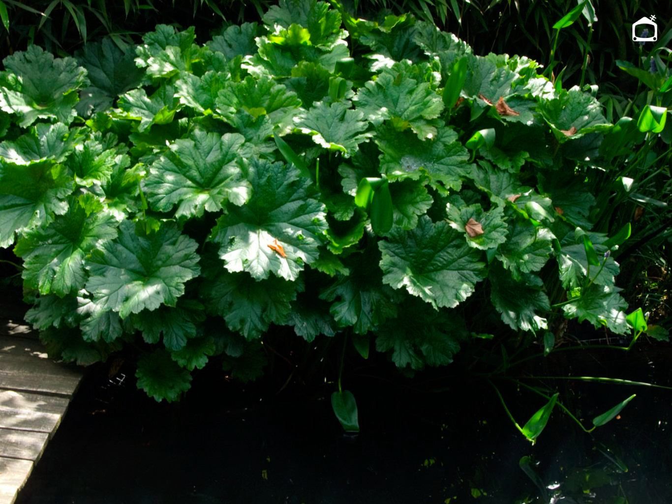 Peltiphyllum peltatum.