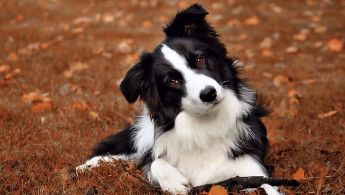 border collie ok 9