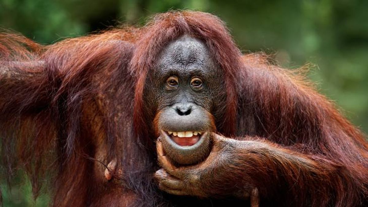 El orangután Rakus se ha curado a sí mismo
