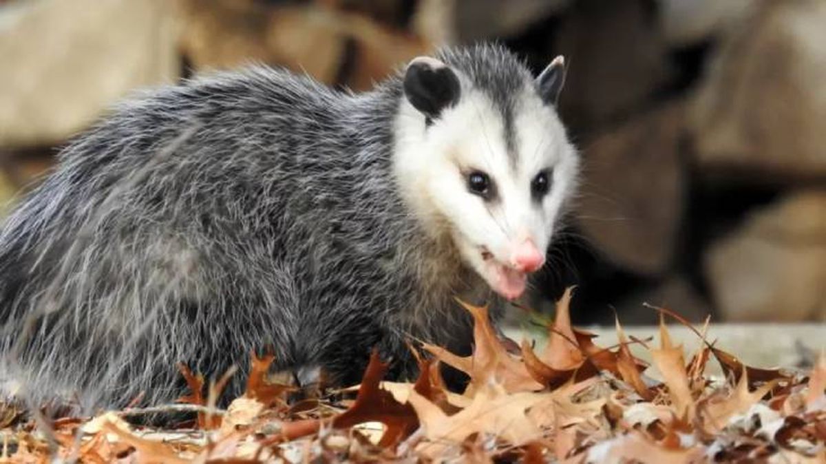 animales que empiezan por t tlacuache (1)