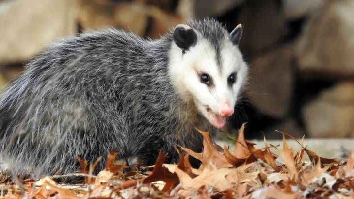 animales que empiezan por t tlacuache (1)