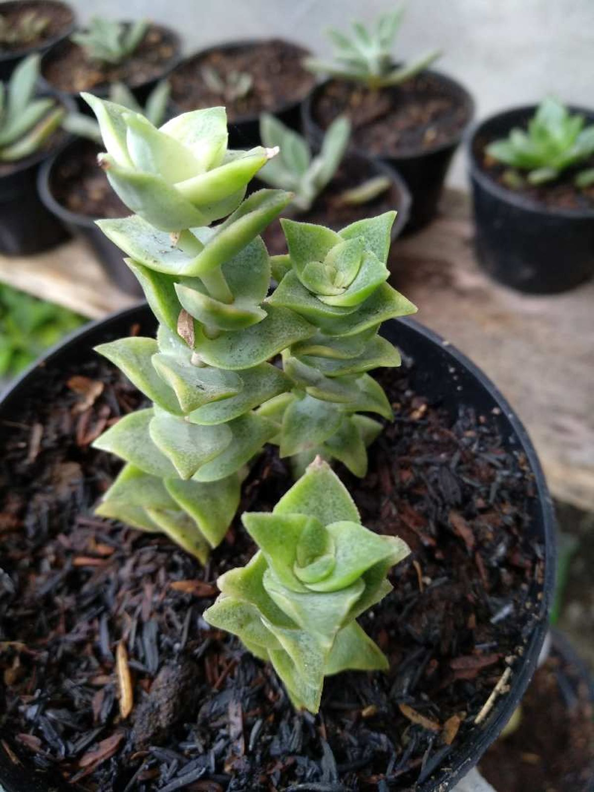 Hojas de la Crassula perforata.