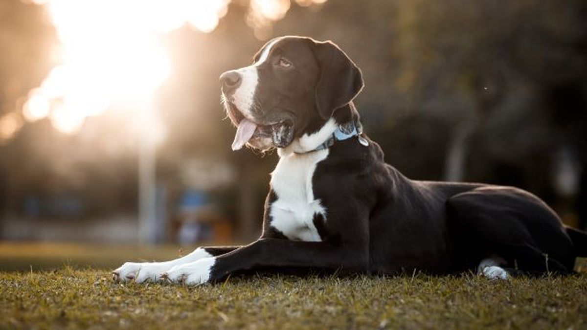 por que los perros grandes viven menos 3