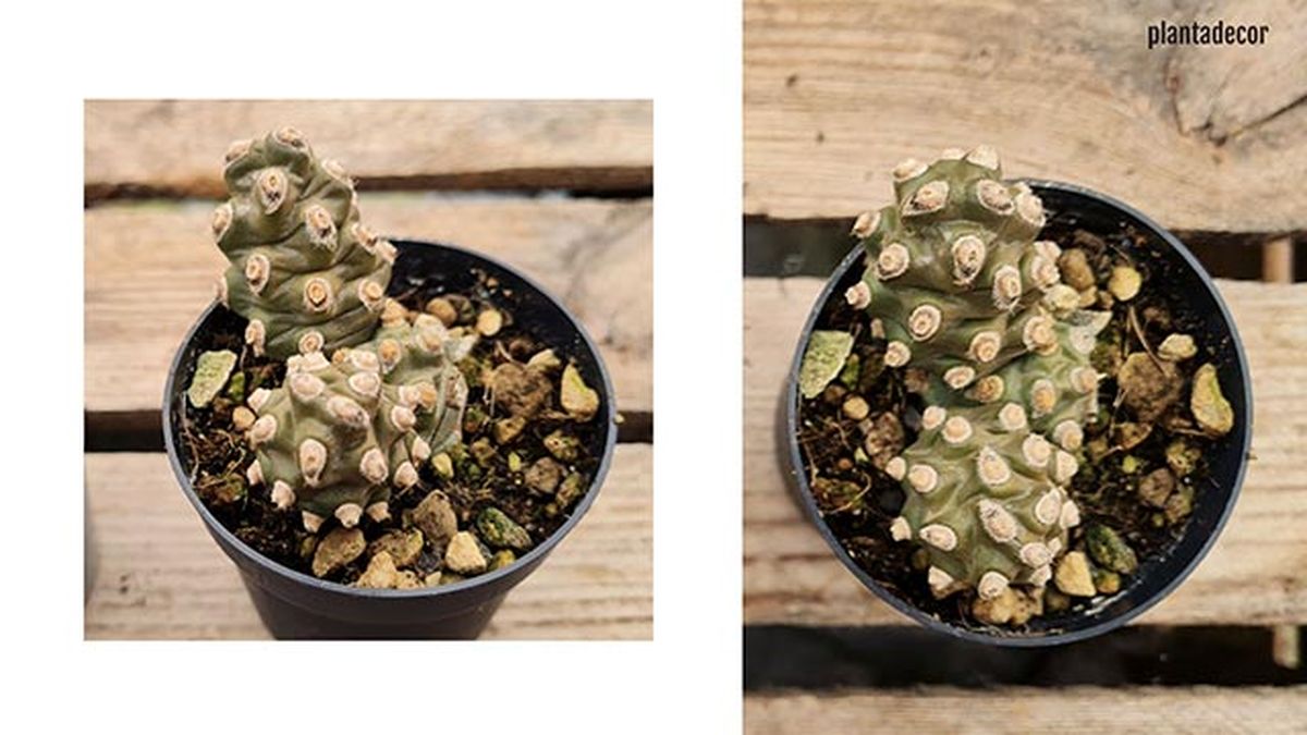 tephrocactus molinensis