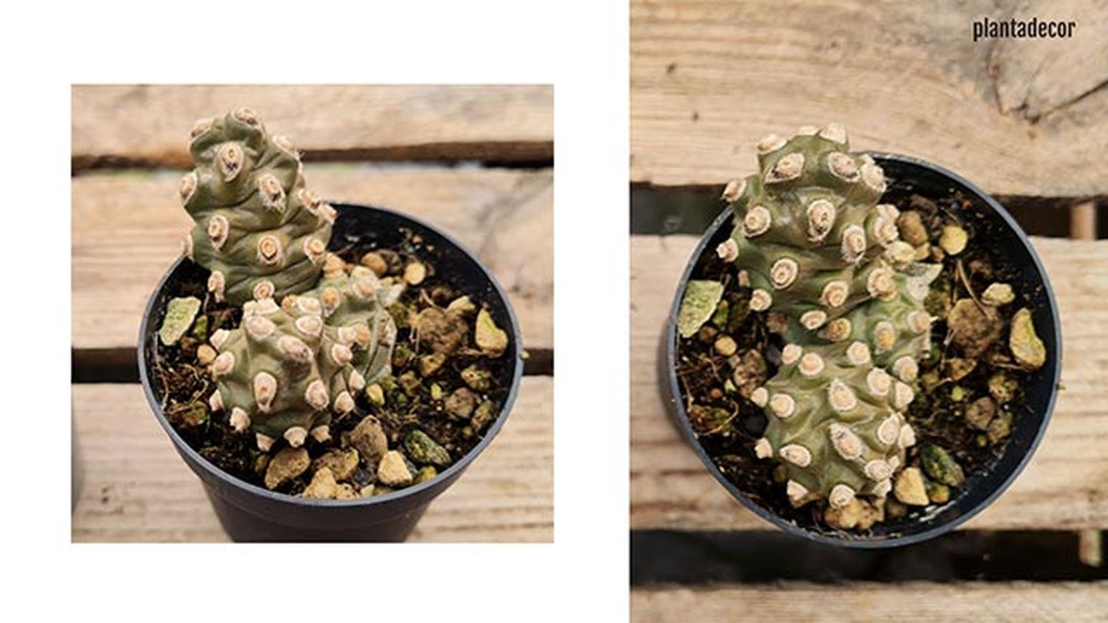 tephrocactus molinensis