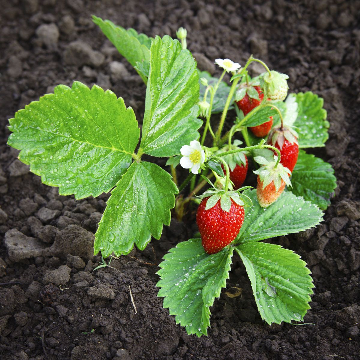 fresas planta