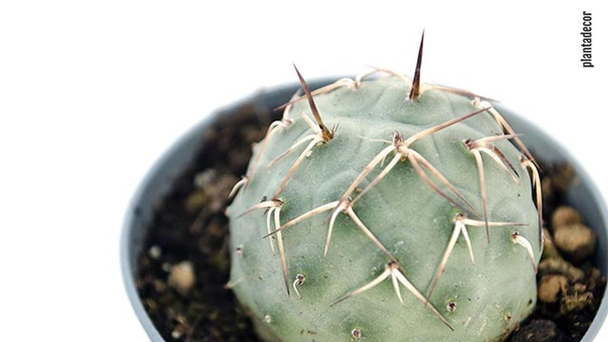 tephrocactus geometricus