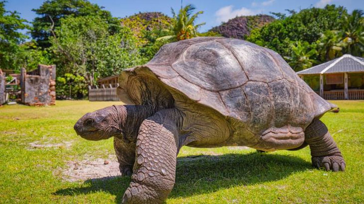 records animales tortuga gigante