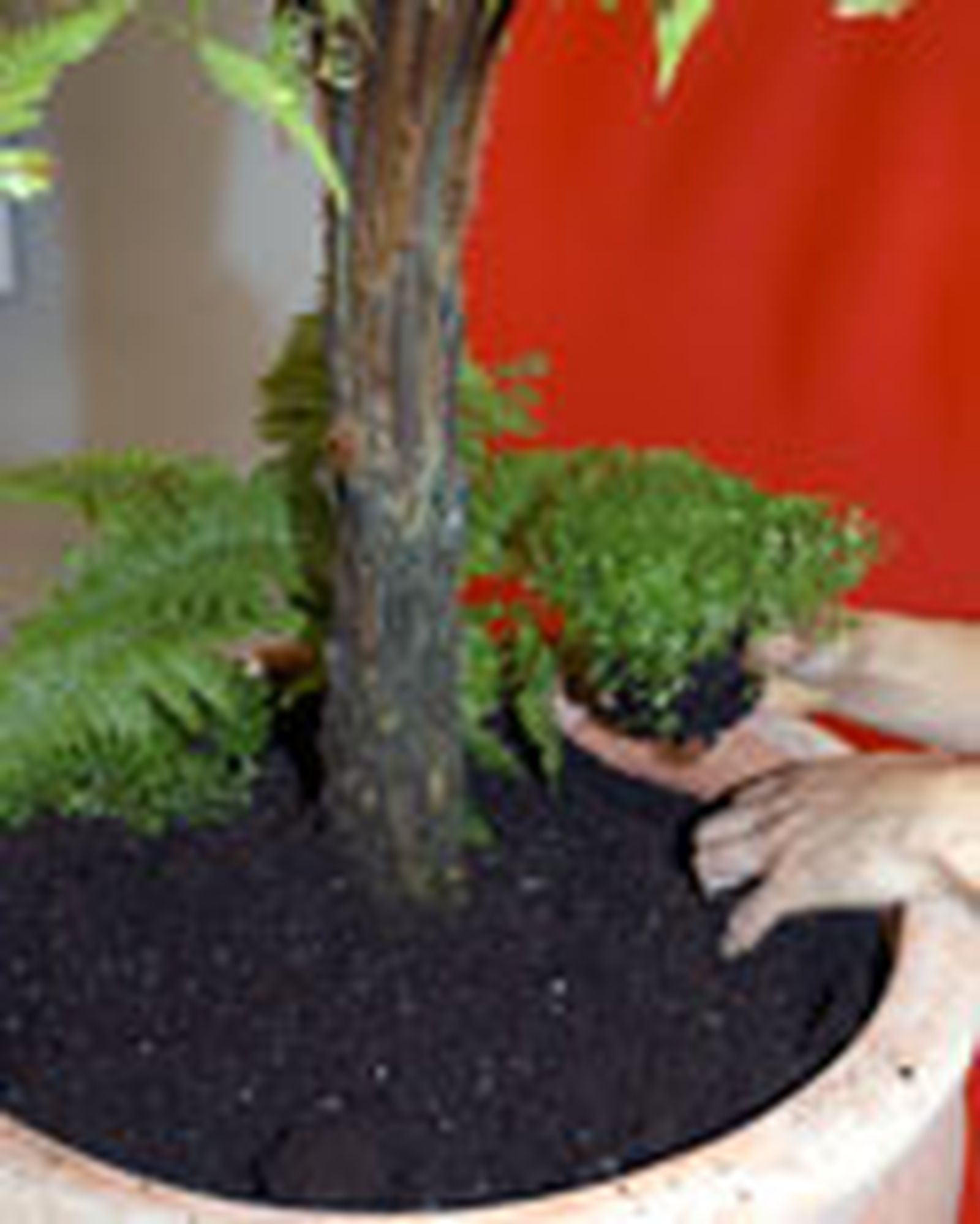 composicion Dicksonia 2