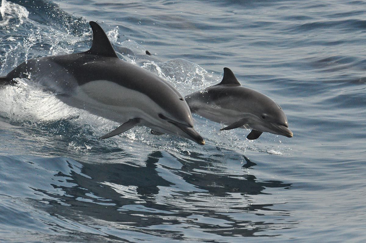 madres reino animal delfin