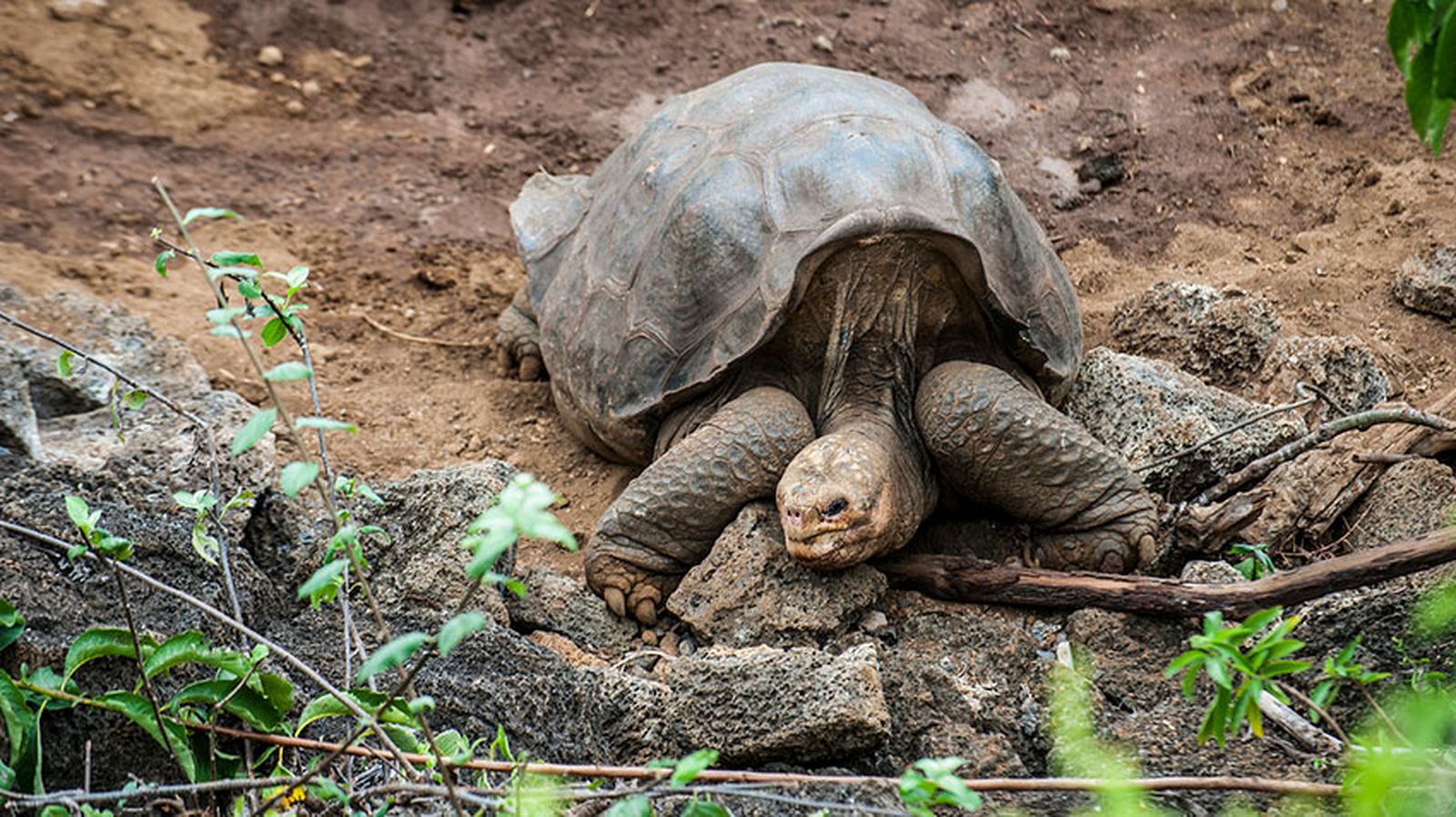 animales extintos siglo XXI xl