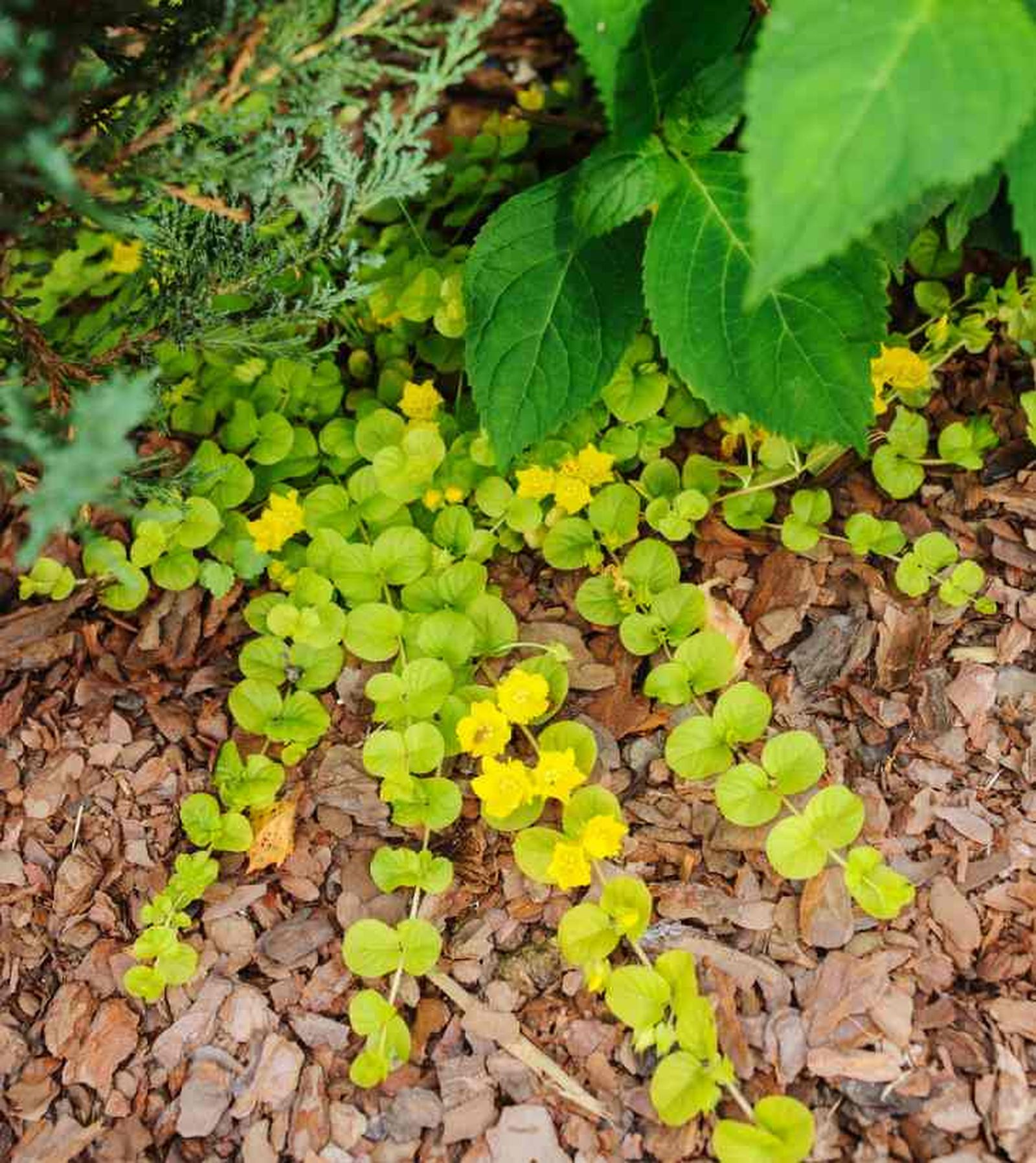 lysimachia nummularia aurea