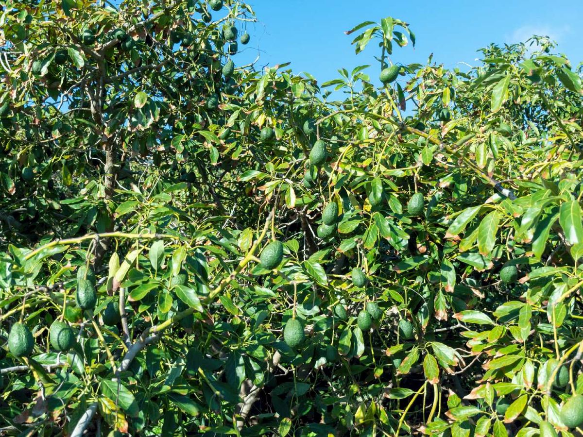 En las Islas Canarias hay más de 2.300 hectáreas dedicadas al cultivo de aguacate