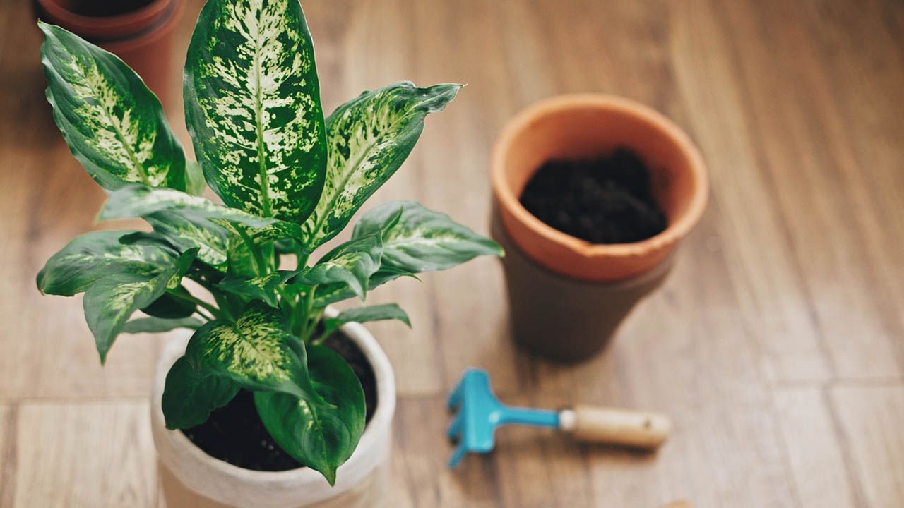 Dieffenbachia planta de interior