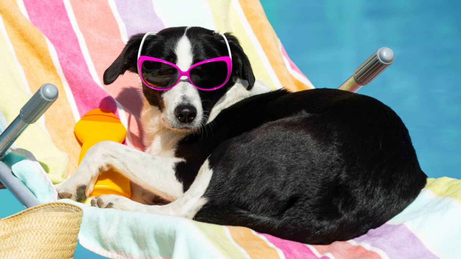 cremas de sol para perros y gatos