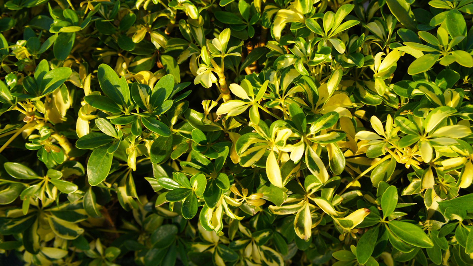 cheflera planta