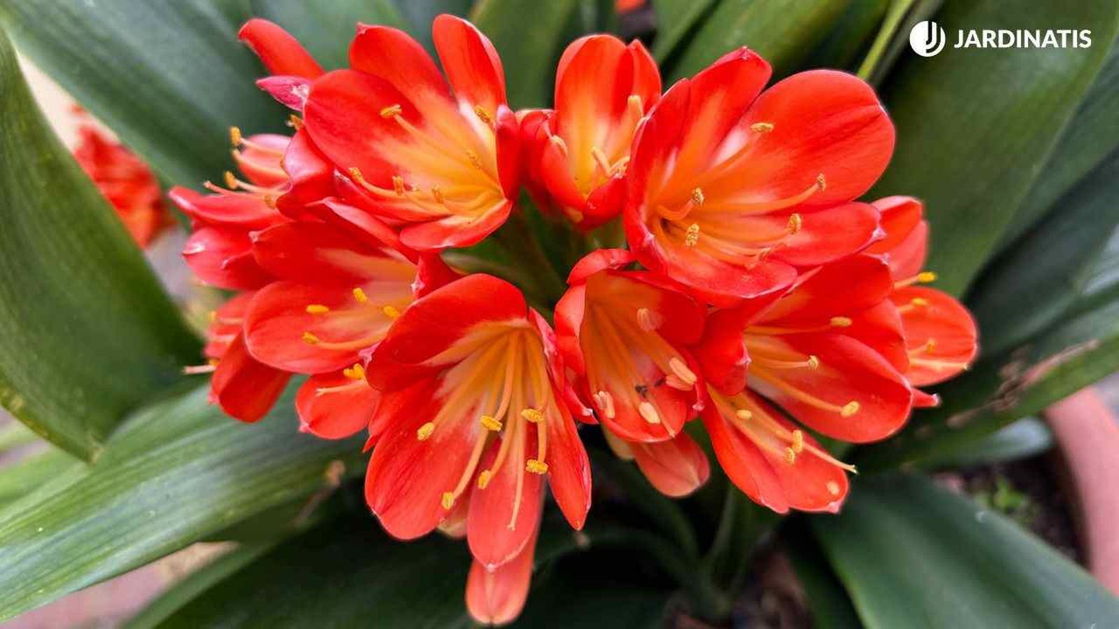 clivia miniata caracteristicas cuidados jardinatis