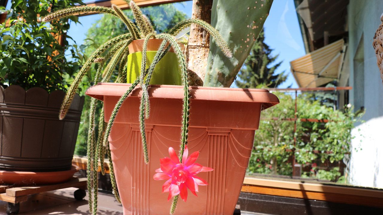 cactus Aporocactus