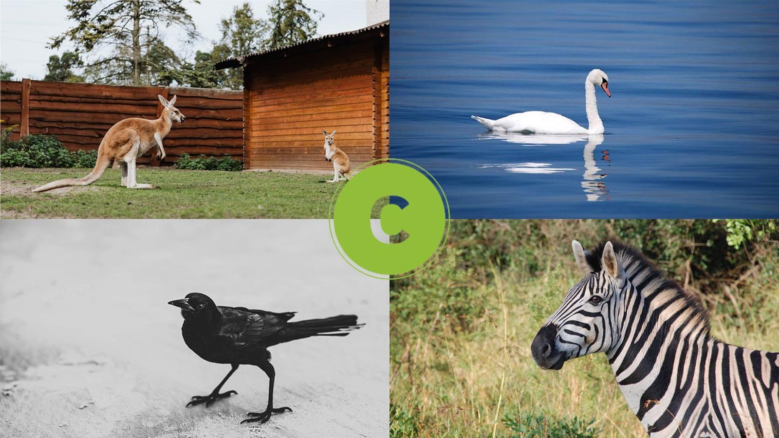 animales que empiezan por c