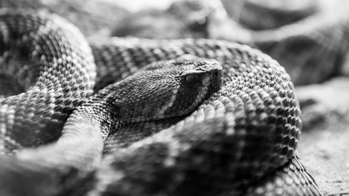 sonar con serpientes significado